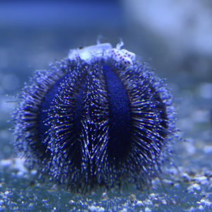 Blue Tuxedo Urchin