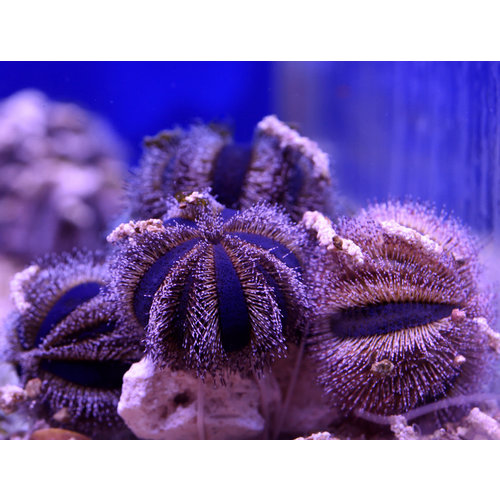 Blue Tuxedo Urchin