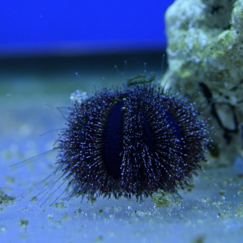 Blue Tuxedo Urchin