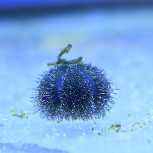 Blue Tuxedo Urchin
