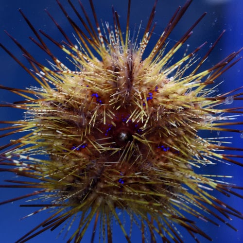 Radiant Urchin