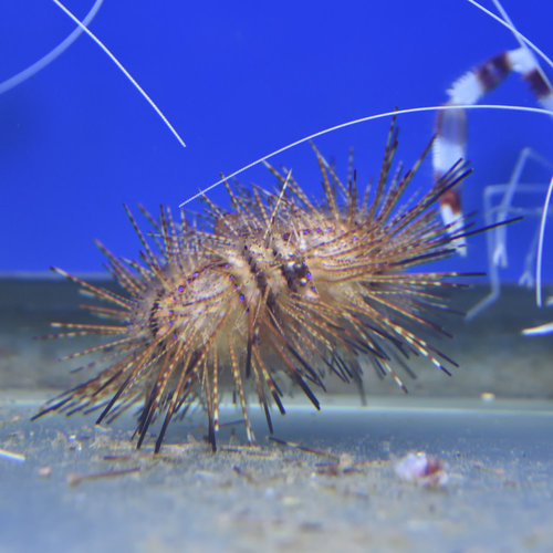 Radiant Urchin