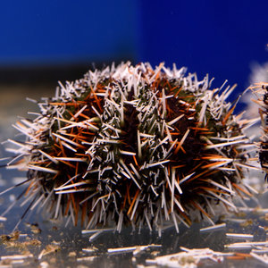 Multicolor Urchin