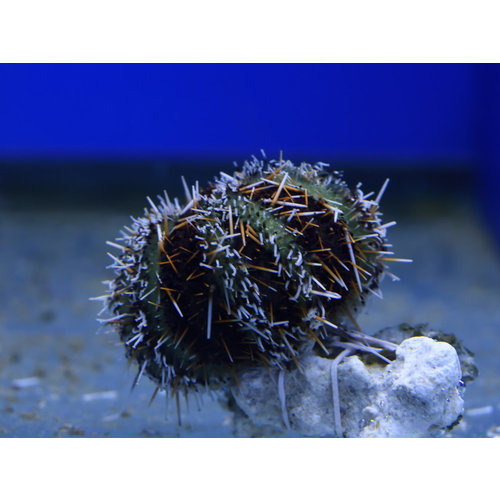 Multicolor Urchin