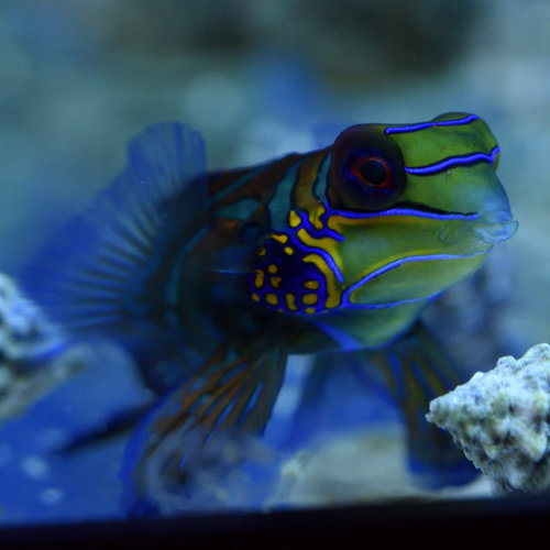 Green Mandarin Dragonet