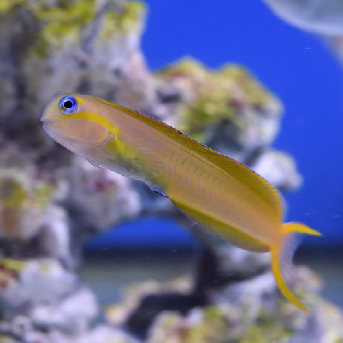 Midas Blenny
