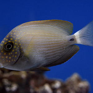 Spot Cheek Tang Sm