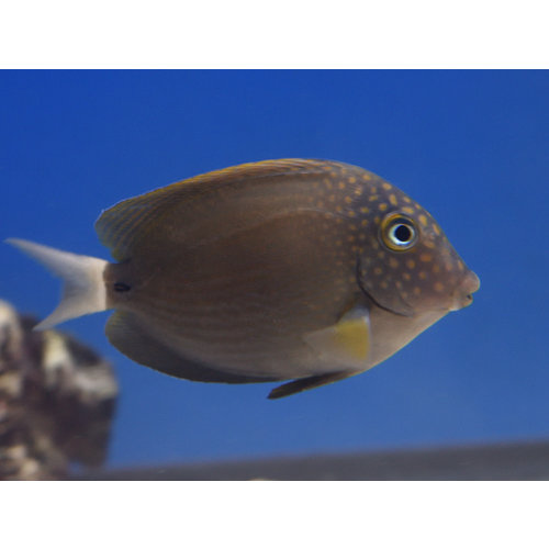 Spot Cheek Tang Sm