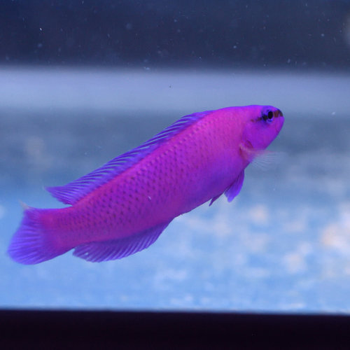 Orchid Dottyback Orchid Dottyback