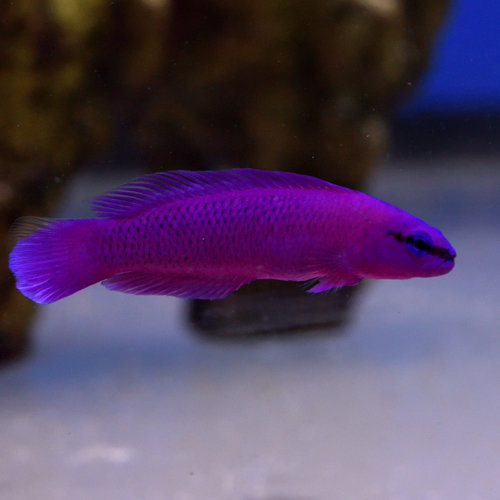 Orchid Dottyback