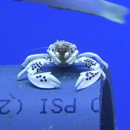 Porcelain Crab