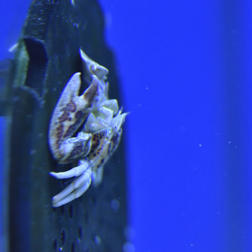 Porcelain Crab