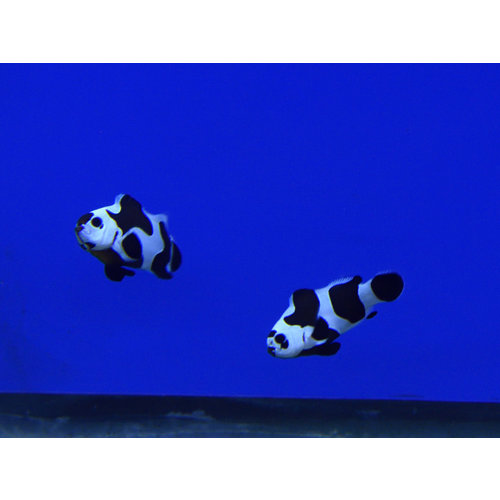 Black Storm Clownfish