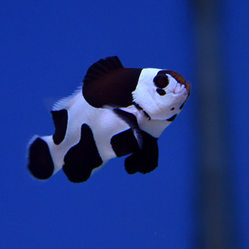 Black Storm Clownfish