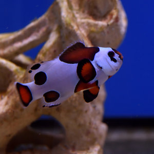 Orange Storm Clownfish