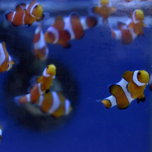 Ocellaris Clownfish