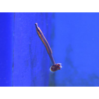Blue Stripe Pipefish