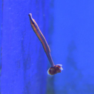 Blue Stripe Pipefish