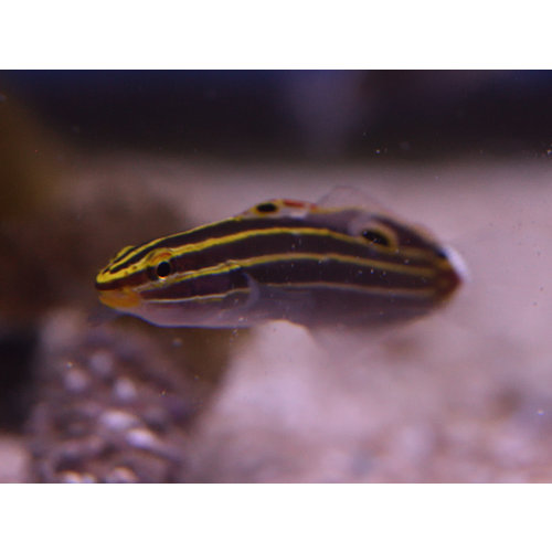 Hector's Goby Hector's Goby