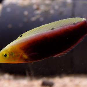 Radiant Wrasse