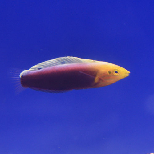 Radiant Wrasse