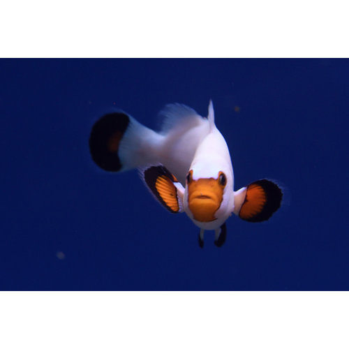 Wyoming White Clownfish