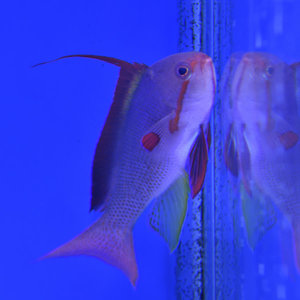 Lyretail Anthias Male Lyretail Anthias Male