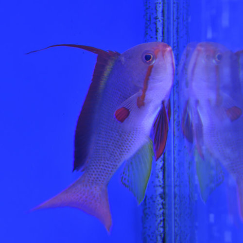 Lyretail Anthias Male Lyretail Anthias Male