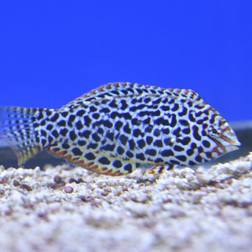 Leopard Wrasse
