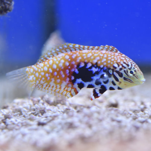 Blue Star Leopard Wrasse Blue Star Leopard Wrasse