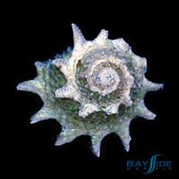 Spiny Astrea Snail