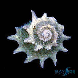 Spiny Astrea Snail Spiny Astrea Snail