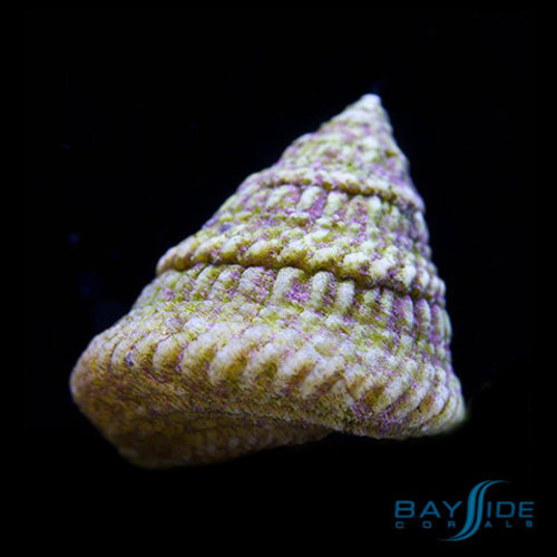 Astrea Snail Astrea Snail