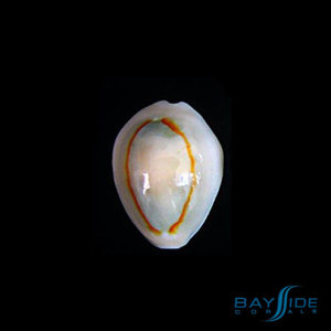 Ring Cowrie