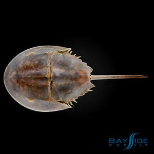 Horseshoe Crab