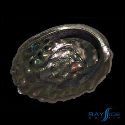 Abalone Abalone