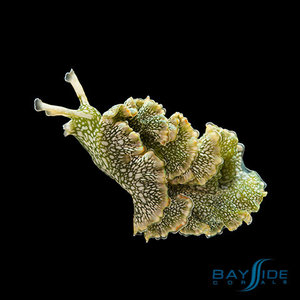 Lettuce Nudibranch