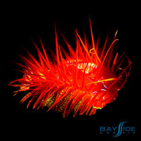 Electric Flame Scallop