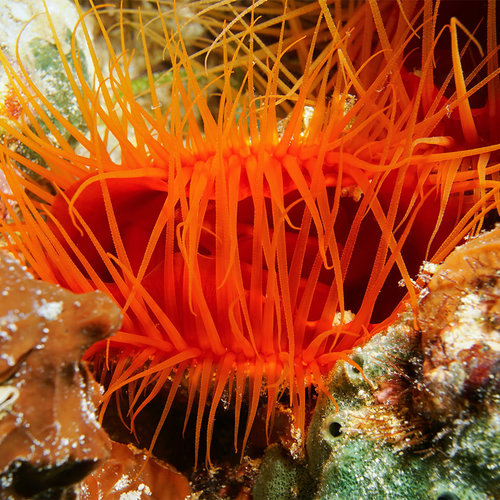 Electric Flame Scallop