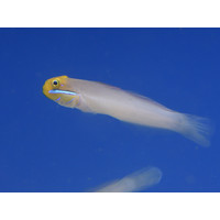 Gold Head Sleeper Goby