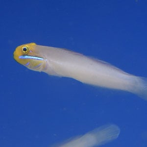 Gold Head Sleeper Goby