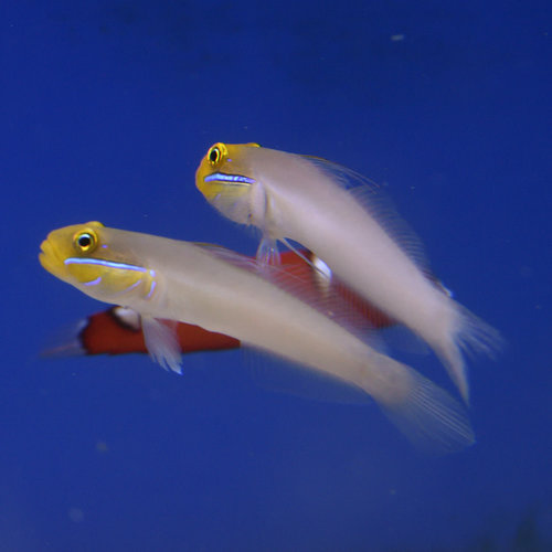 Gold Head Sleeper Goby