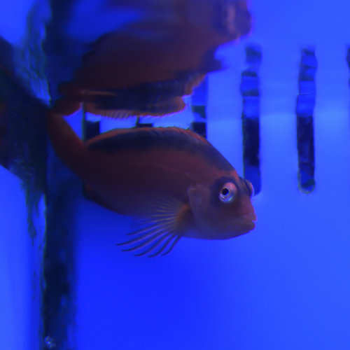 Flame Hawkfish Flame Hawkfish