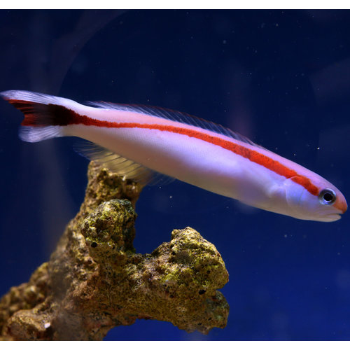 Skunk Tilefish Skunk Tilefish