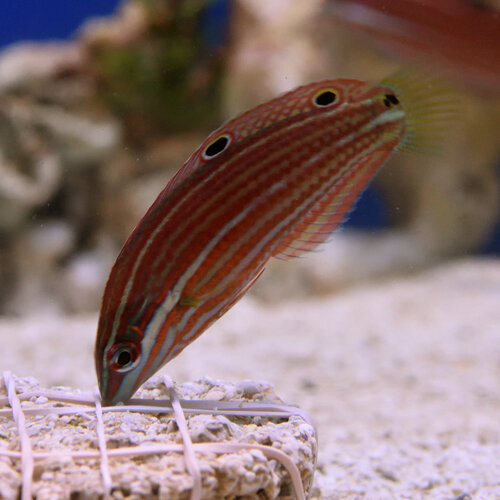 Christmas Wrasse Juv.