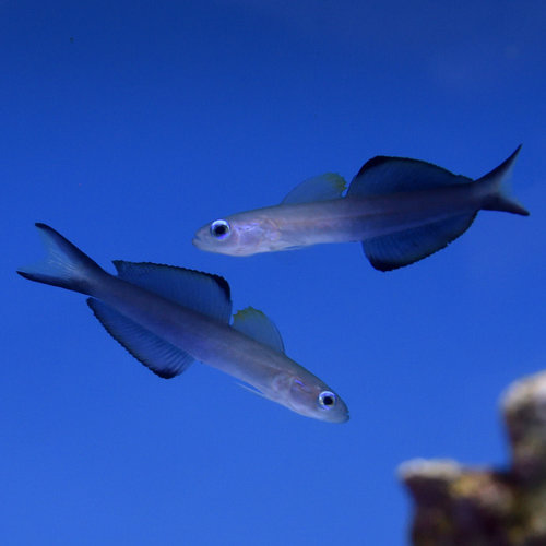 Scissortail Dartfish