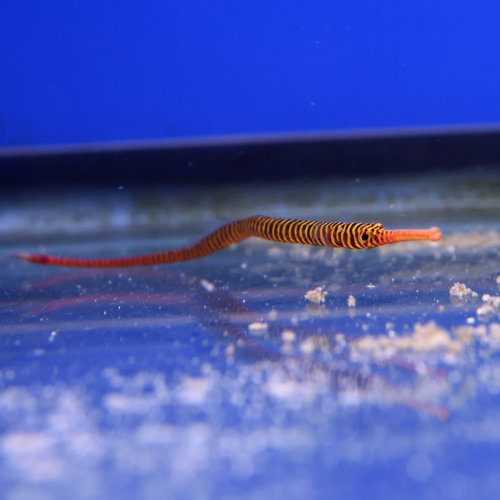 Multibanded Pipefish