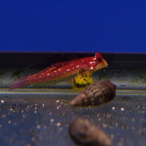 Ruby Red Dragonet