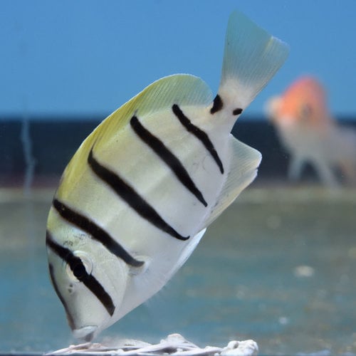 Convict Tang Convict Tang