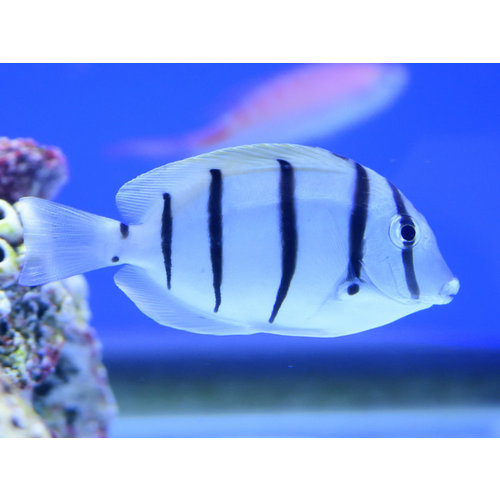 Convict Tang